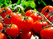 Tiga Cara Perawatan Kulit Alami dengan Buah Tomat