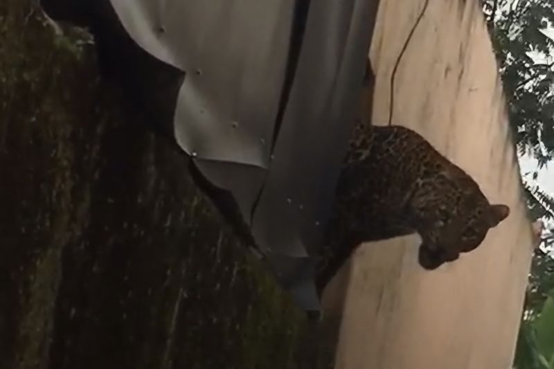 2 Orang Terluka, Macan Tutul Masuk Desa Maruyung Bandung Masih Berkeliaran