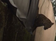 2 Orang Terluka, Macan Tutul Masuk Desa Maruyung Bandung Masih Berkeliaran