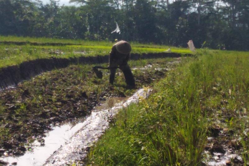 Cara Pemprov DKI Peringati Hari Pangan Sedunia