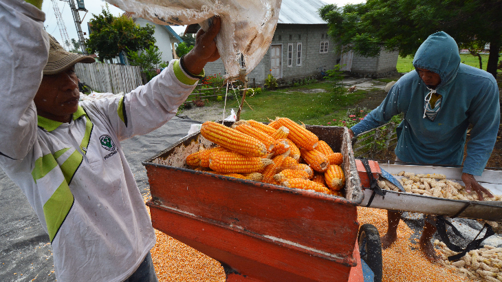 Dinas Pertanian Jawa Barat Bantah Selewengkan Benih Jagung