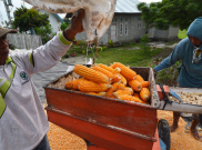 Dinas Pertanian Jawa Barat Bantah Selewengkan Benih Jagung