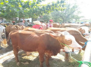 Dinas Pertanian Klaten Kucurkan Rp800 Juta Untuk Pakan 2.000 Sapi Pengungsi Merapi