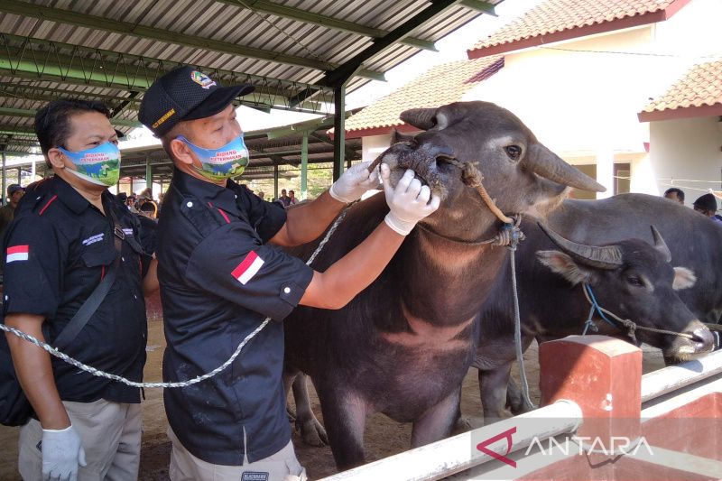 Mentan Gandeng Camat Seluruh Indonesia Tanggulangi Wabah PMK