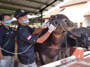Mentan Gandeng Camat Seluruh Indonesia Tanggulangi Wabah PMK