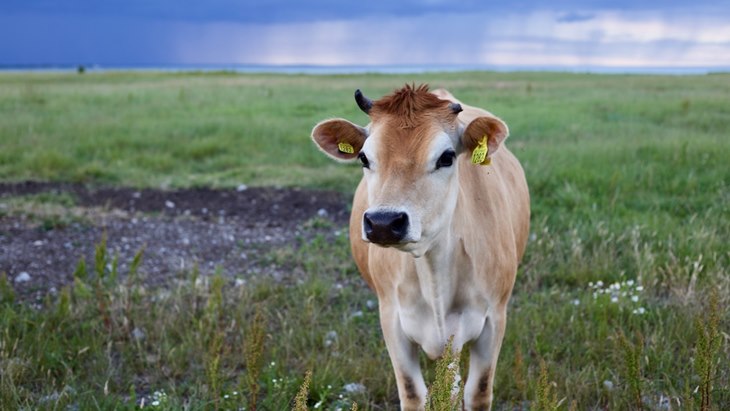 sapi