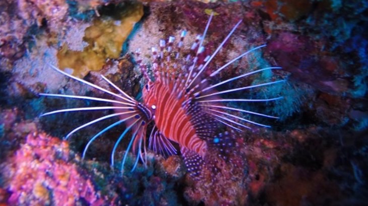 Memeluk Pesona Kerajaan Bawah Laut di Pantai Rubiah