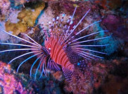 Memeluk Pesona Kerajaan Bawah Laut di Pantai Rubiah