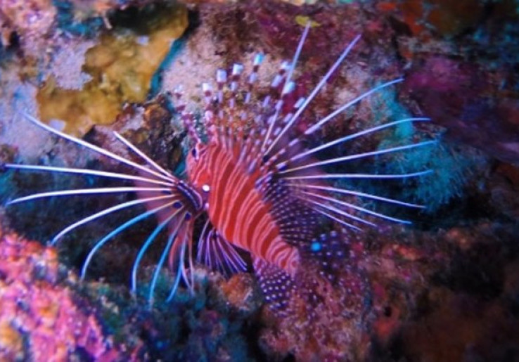 Memeluk Pesona Kerajaan Bawah Laut di Pantai Rubiah