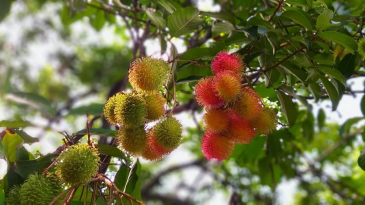Ternyata rambutan bisa meningkatkan kualitas sperma (Foto: Instagram/mayasuhud)