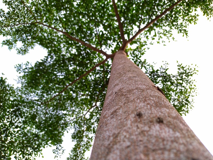 kayu