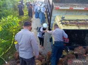 Jalan Akses Kota IKN Longsor