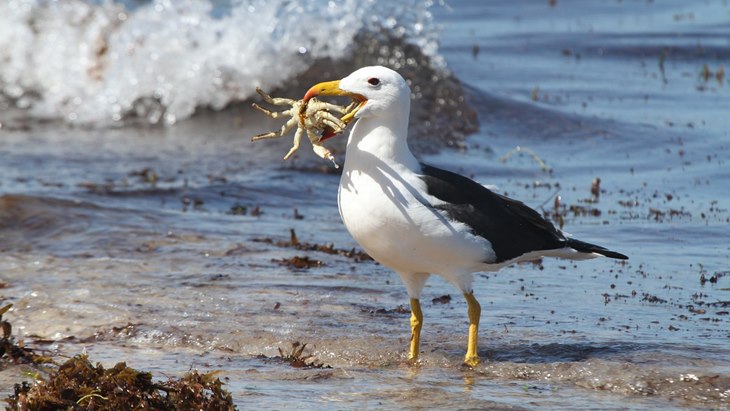 binatang laut mati makan plastik