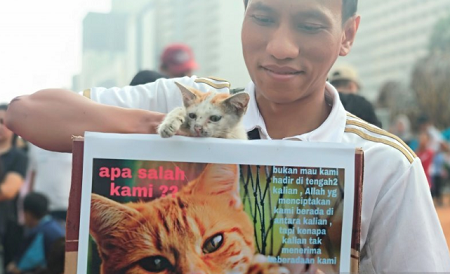 Komunitas Pencinta Hewan Geram Lihat Si Pemakan Kucing Masih Keliaran di Kemayoran