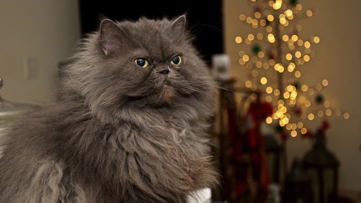 kucing