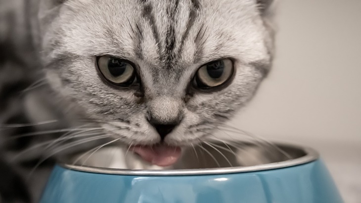 Ini Alasan Kucing Tak Boleh Makan Nasi