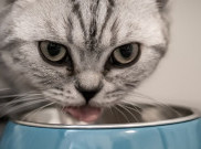 Ini Alasan Kucing Tak Boleh Makan Nasi
