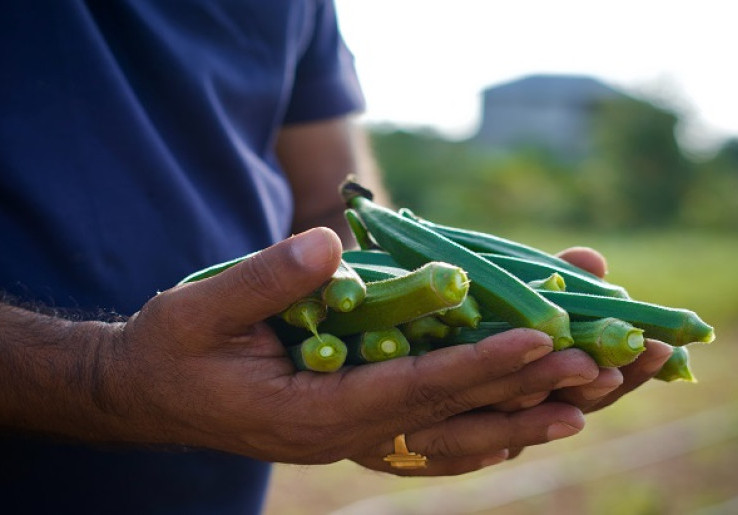Kurang Dikenal, Sayuran Okra Merah Ternyata Punya Segudang Manfaat Bagi Kesehatan