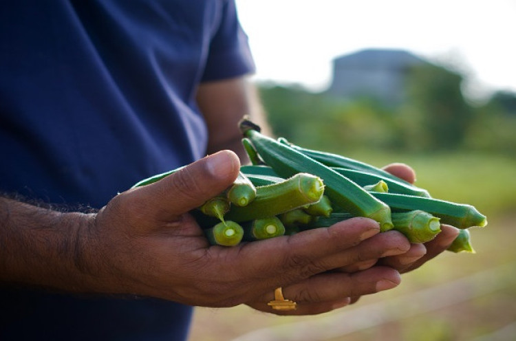 Kurang Dikenal, Sayuran Okra Merah Ternyata Punya Segudang Manfaat Bagi Kesehatan