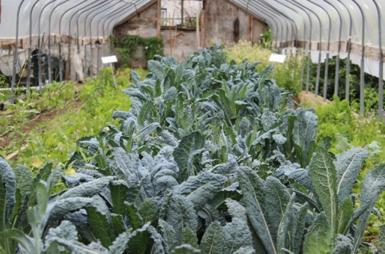 Urban Farming, Cara Baru Menghasilkan Bahan Makanan