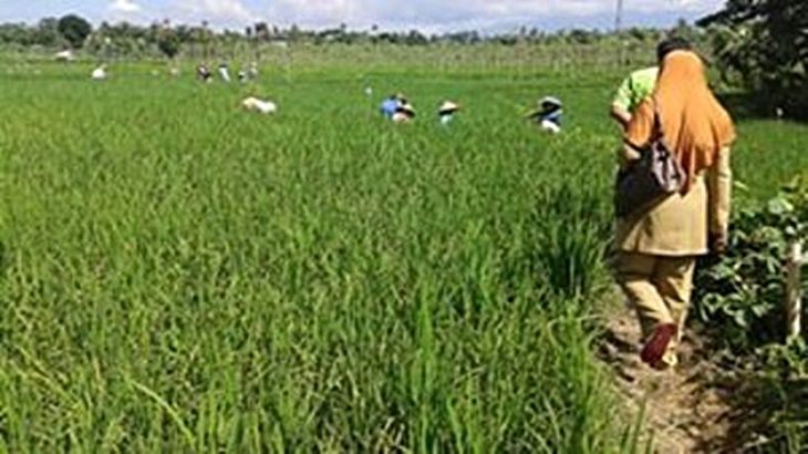 Sawah di Desa Setanggor