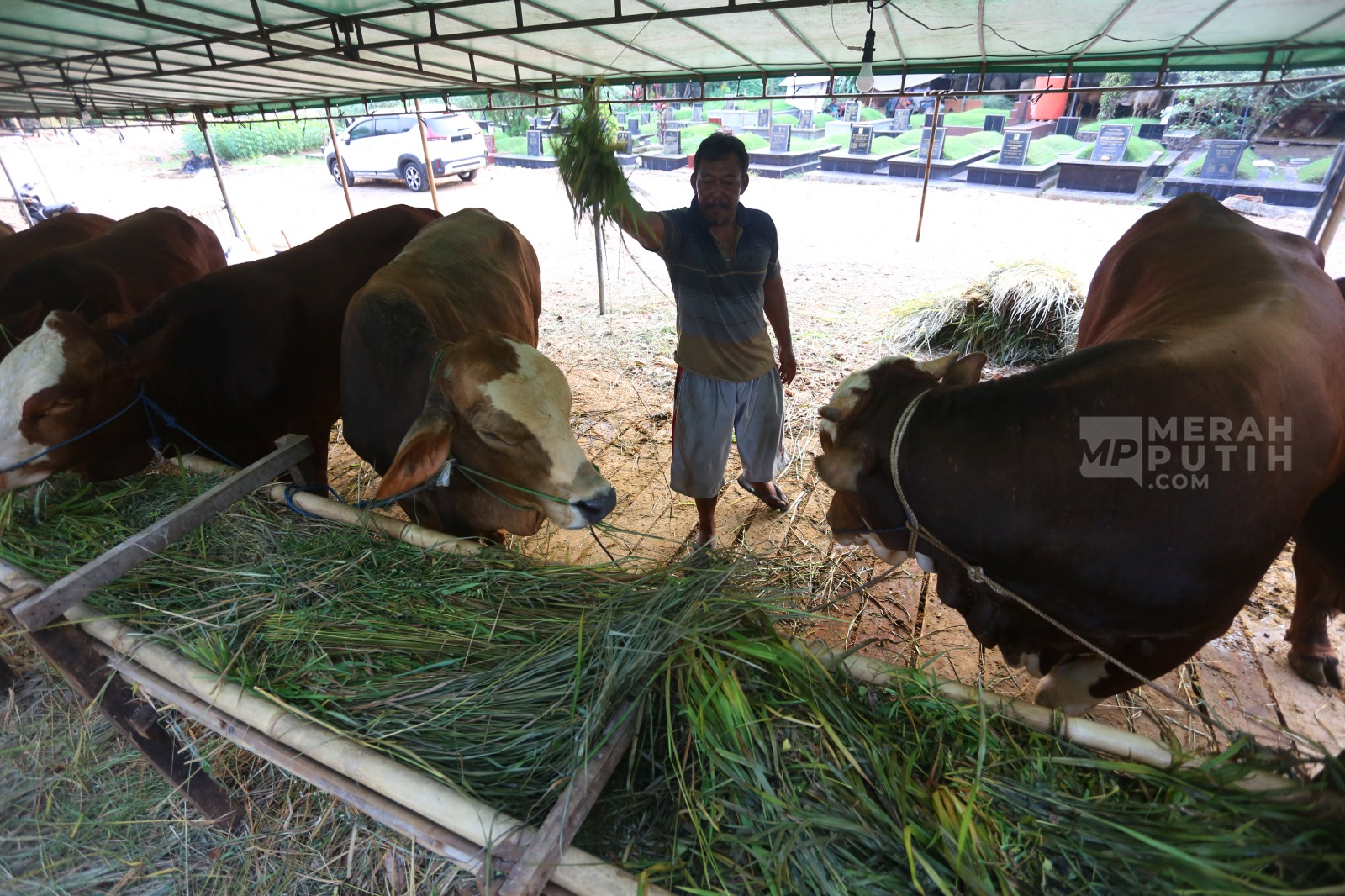 Jelang Idul Adha, Pedagang Musiman Mulai Menjajakan Hewan Kurban di Tanah Kusir Jakarta