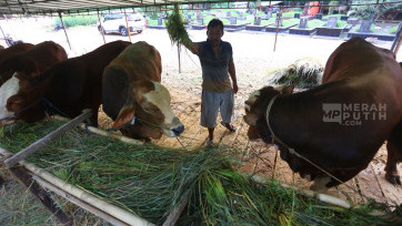 Jelang Idul Adha, Pedagang Musiman Mulai Menjajakan Hewan Kurban di Tanah Kusir Jakarta