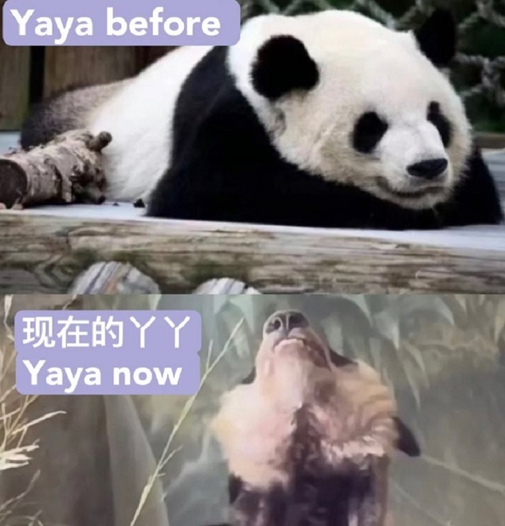 panda