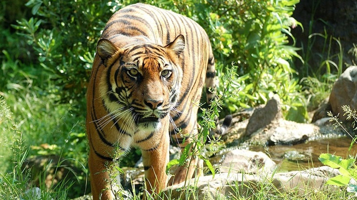 Harimau Masuk Kampung, BKSDA Imbau Masyarakat Tak Berburu Babi
