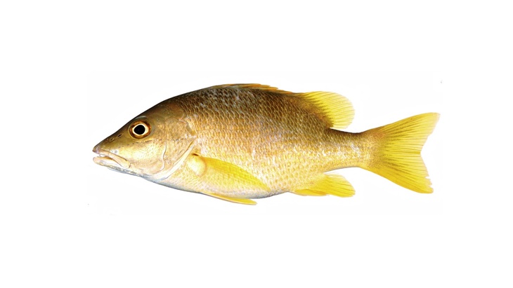 Rutin Mengonsumsi Ikan Kakap Bisa Mencerdaskan Otak