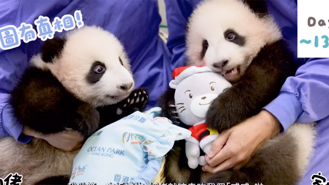 Gemoy Banget, Bayi Kembar Panda Raksasa Mencuri Hati Pengunjung Ocean Park Hong Kong