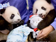 Gemoy Banget, Bayi Kembar Panda Raksasa Mencuri Hati Pengunjung Ocean Park Hong Kong