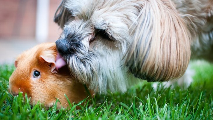 guinea pig