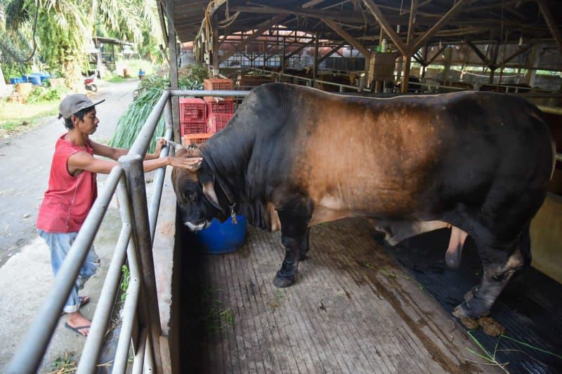 Jokowi Beli Sapi Seberat 1,02 Ton Milik Warga Deli Serdang