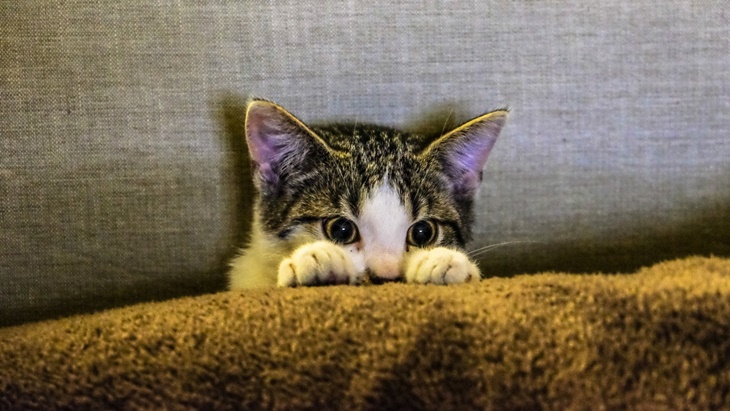 kucing