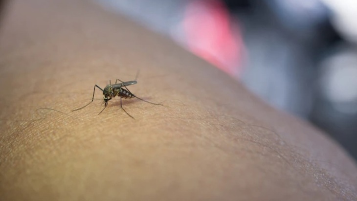 Nyamuk Aedes Aegypti Ternyata Bisa Bertelur di Sendok, Warga Jakarta Diingatkan Jangan Biarkan Air Tergenang