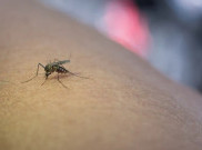 Nyamuk Aedes Aegypti Ternyata Bisa Bertelur di Sendok, Warga Jakarta Diingatkan Jangan Biarkan Air Tergenang