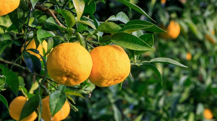 Tak Banyak yang Tahu, Ini 5 Manfaat Kesehatan dari Jeruk Yuzu