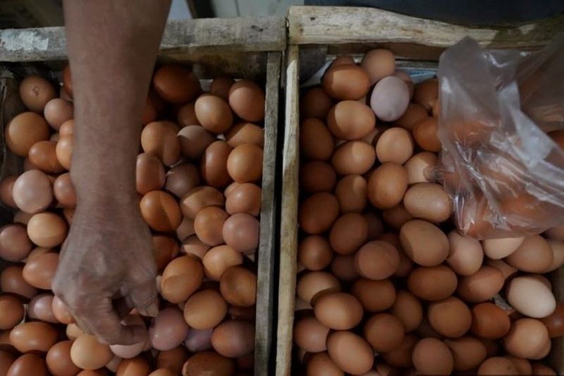 Anggota DPR Desak Pemerintah Kendalikan Harga Telur