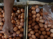 Anggota DPR Desak Pemerintah Kendalikan Harga Telur
