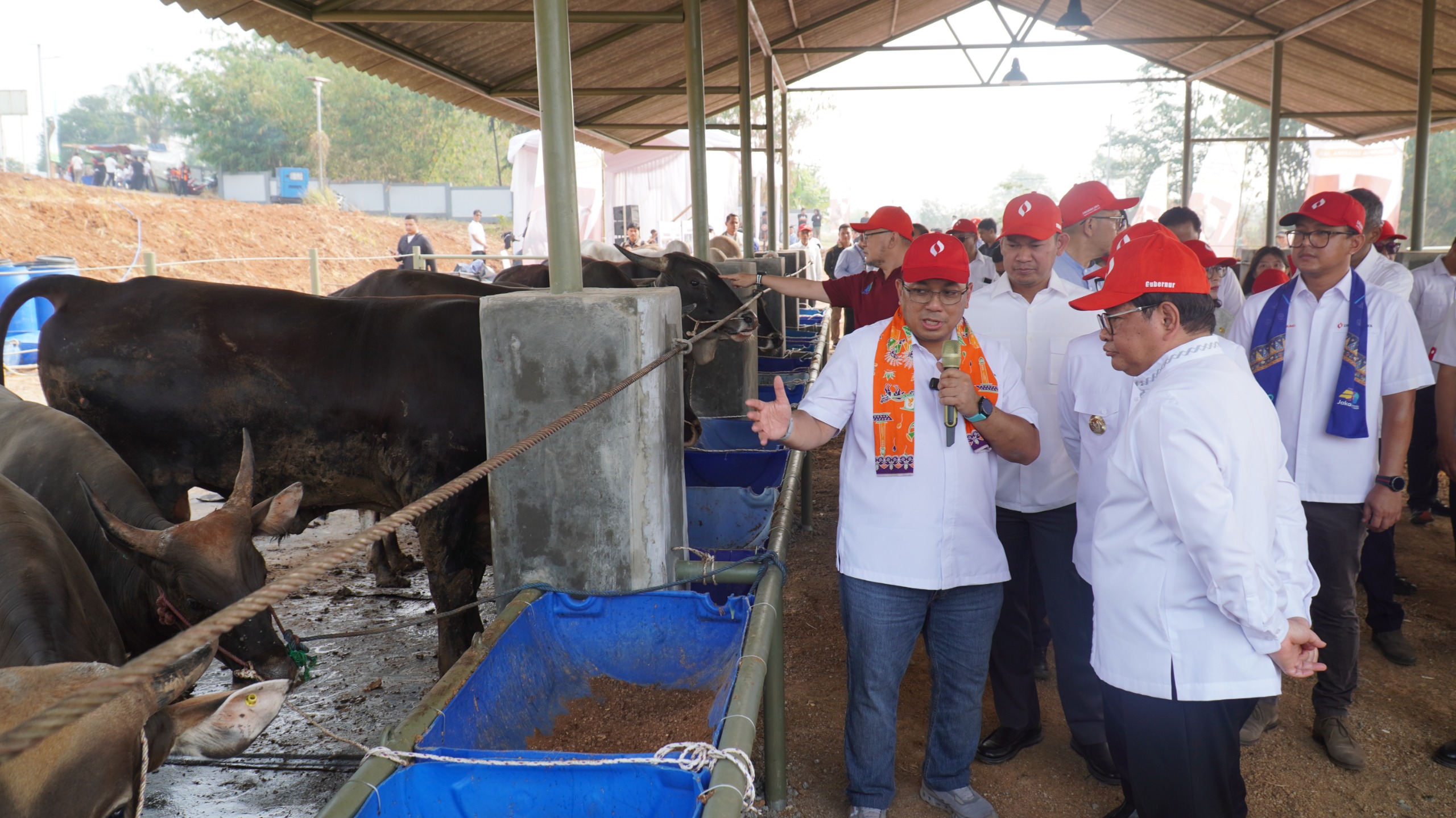 Pemprov DKI Bangun Kawasan Peternakan Sapi Terintegrasi di Ciangir, Investasi Capai Rp 1 Triliun