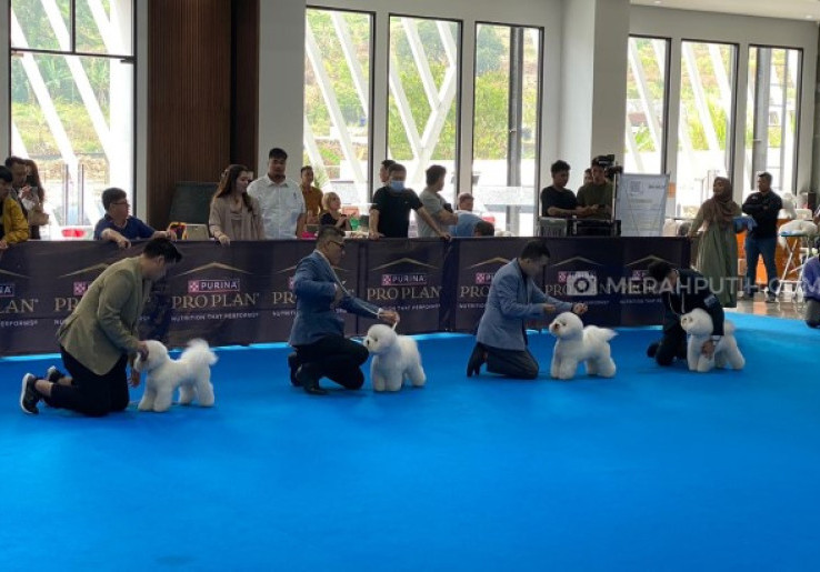 Serunya Kontes Anjing Perkin Jaya di JSI Resort