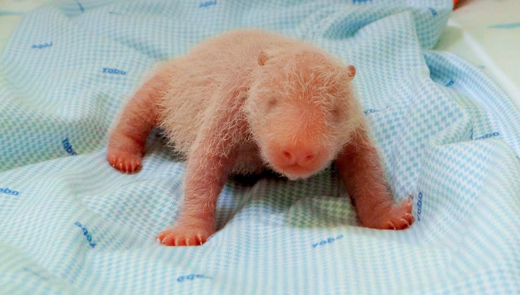 Rio si Bayi Panda Raksasa Lahir di TSI, Bukti Kesuksesan Upaya Konservasi