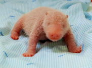 Rio si Bayi Panda Raksasa Lahir di TSI, Bukti Kesuksesan Upaya Konservasi