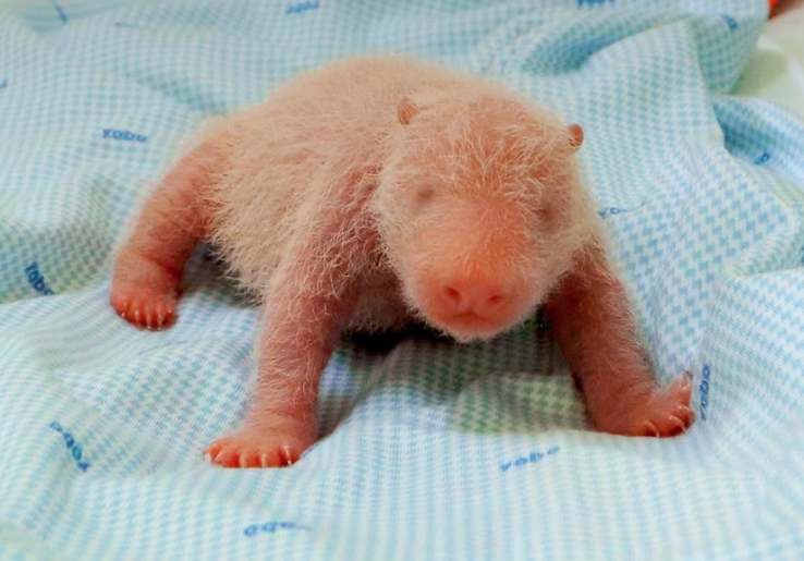 Rio si Bayi Panda Raksasa Lahir di TSI, Bukti Kesuksesan Upaya Konservasi