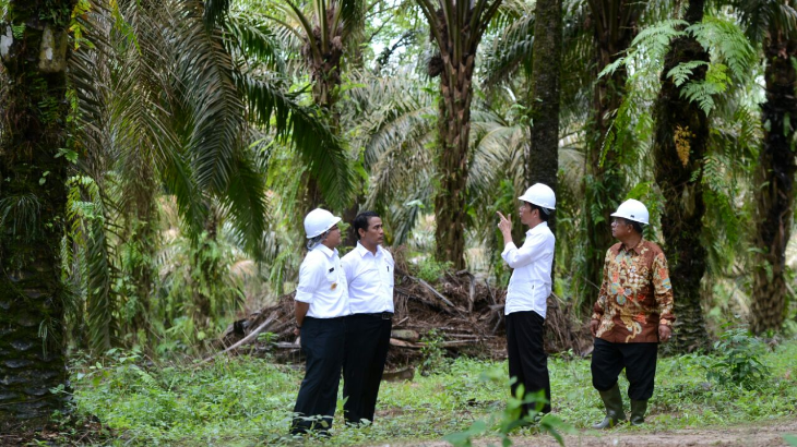 Presiden Jokowi saat meninjau perkebunan sawit