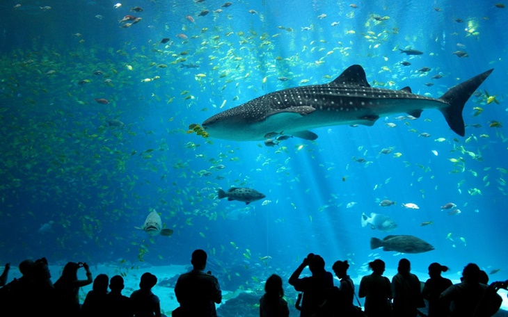 georgia aquarium