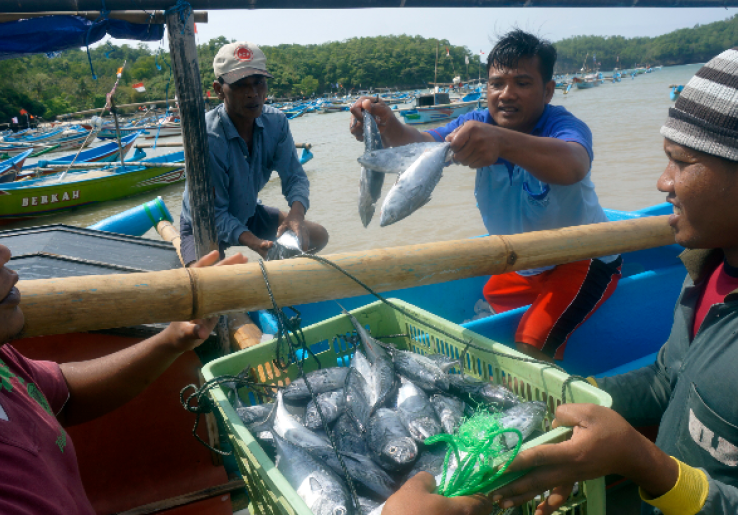 DIY Datangkan 15 Ribu Ton Ikan, dari Daerah Mana?
