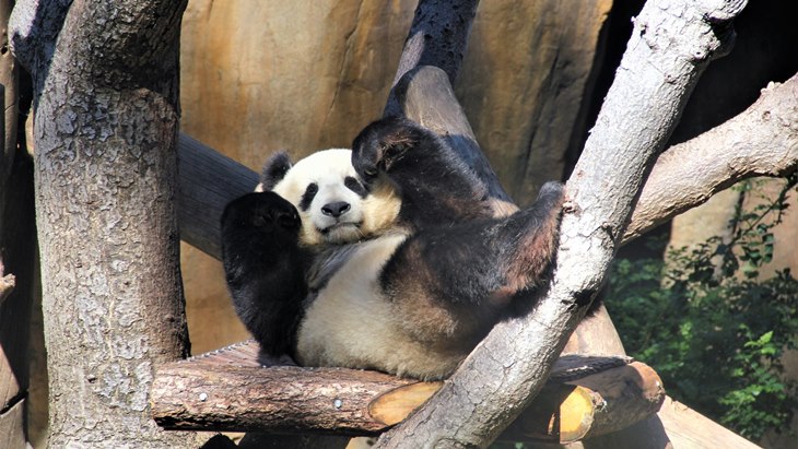 panda