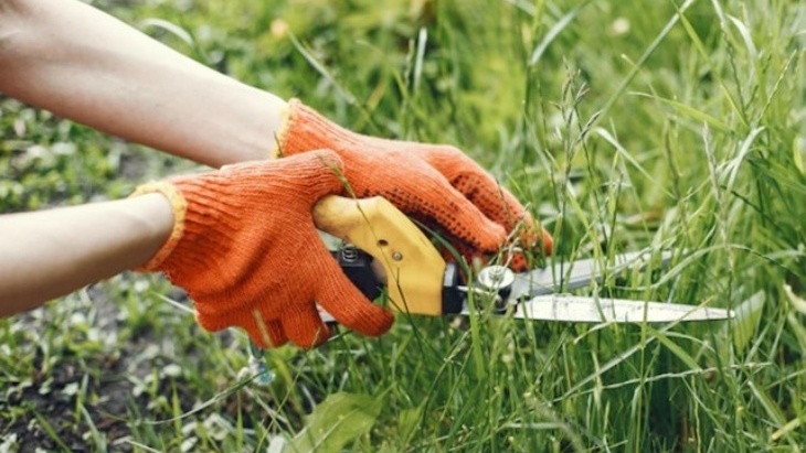 Cara Alami Basmi Rumput Liar di Halaman Rumah
